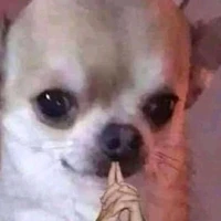 Judgemental Doggo