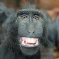 monyet