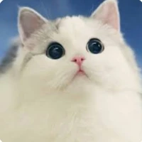 แมวน้อย