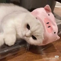 พรีม (นอ.+ร่างแมว)