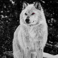 Serigala Putih (Jungkook)