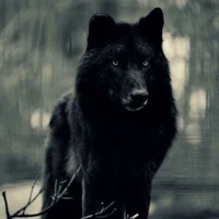 Serigala Hitam (Jungkook)