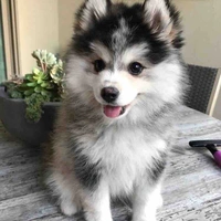  Victor 