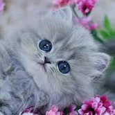 เชล(ร่างแมว)*นางเอก*