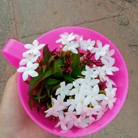 เเอด
