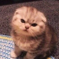 มิยะ [ แมวของมิลเดิ้ล? ]