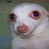 dog
