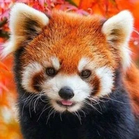 Red panda