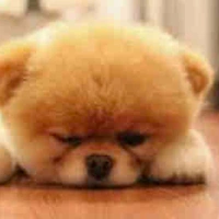 ช็อคโก้(สุขัขของน้องนอ)