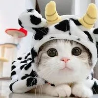 🥪แอดเองฮะ🥪