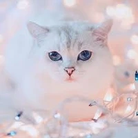 🍡เพื่อนแอด🍡