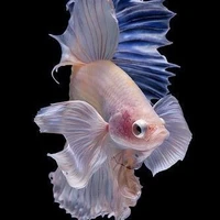 Ikan