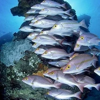 Ikan