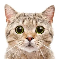 แมว