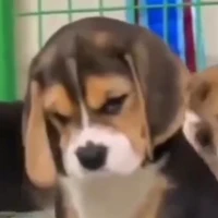 แอด