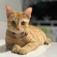 แอดเองขร้า