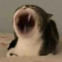Y/n