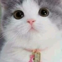 Meimei
