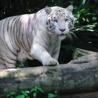 Leo (Ml & Fl pet tiger)