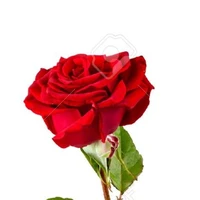 La rose B