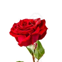 La rose A