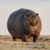 แอดเอง