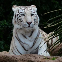 jax (macan)