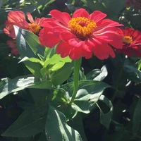 Unknown 1