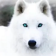 Snowy/Eric