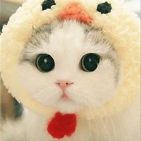 Kucing
