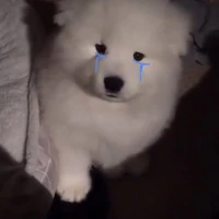 แอดเองค่า
