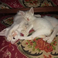 Kucing