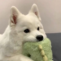 ชาเขียว