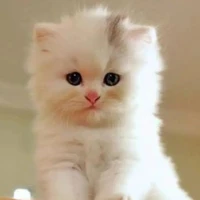 snowy(mc cat)