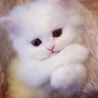 minty(mc cat)