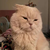 แมว