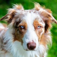 Lion [ cachorro do take ]