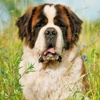 Beethoven [ cachorro do take ]