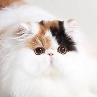 Miau [ gato do take ]