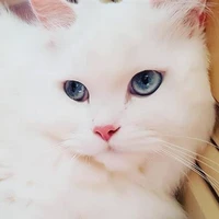 Luna (Gata de Daniel)