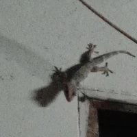 เเอด