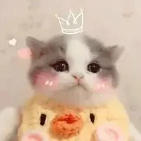 ระบบ/โบตั๋น​