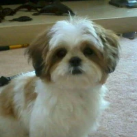 Lily