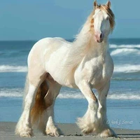 aslan