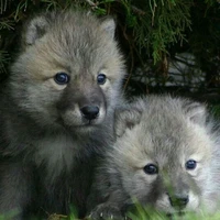 puppies