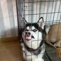แอด