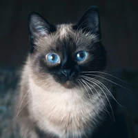 Teo