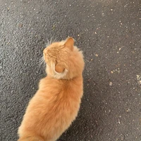 โชยะ