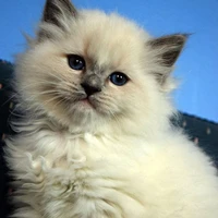 gatinho