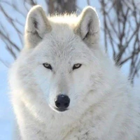 lobo huening kai